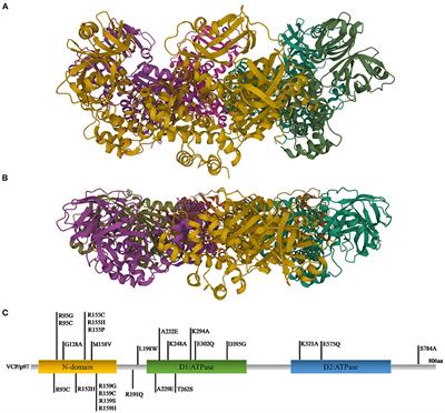The Role of VCP Mutations in the Spectrum of Amyotrophic Lateral Sclerosis—Frontotemporal Dementia